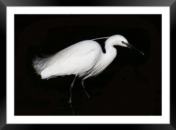 Little Egret. Framed Mounted Print by Angela Aird