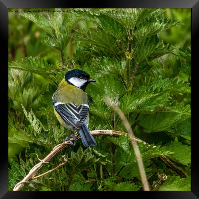 Great Tit. Framed Print by Angela Aird
