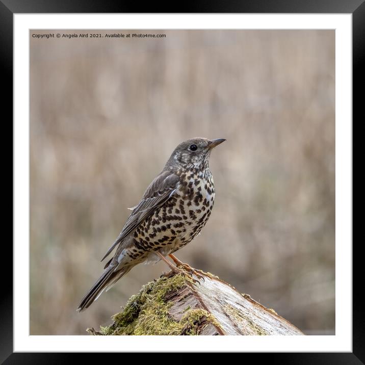 Mistle Thrush. Framed Mounted Print by Angela Aird