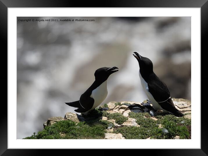 Animal bird Framed Mounted Print by Angela Aird