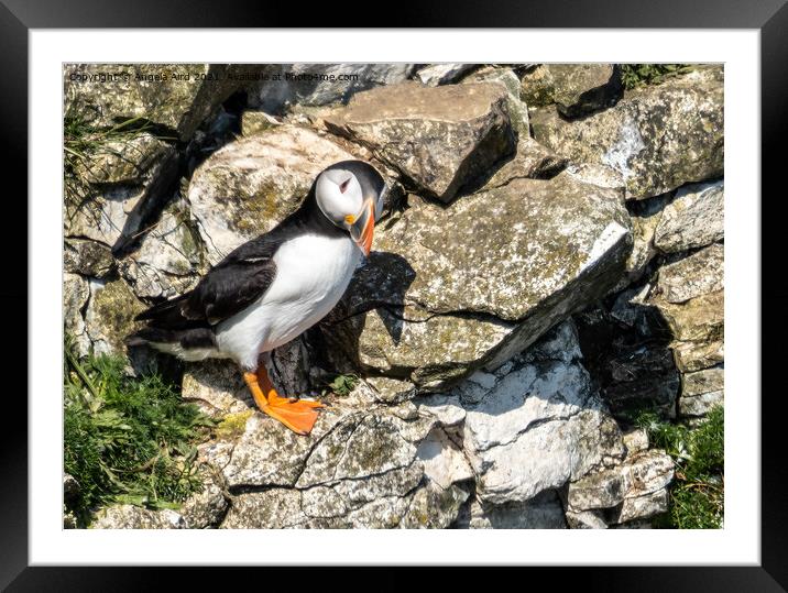 Puffin. Framed Mounted Print by Angela Aird