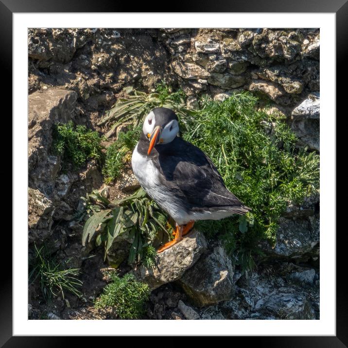 Puffin standing on a cliff face. Framed Mounted Print by Angela Aird