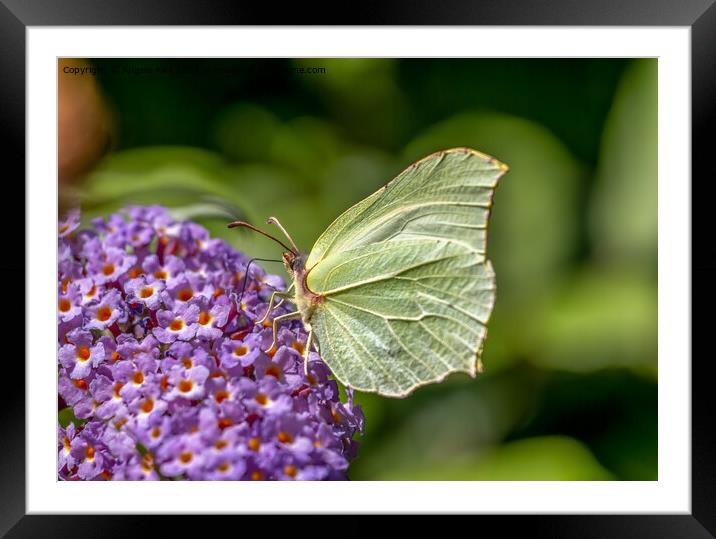  Common Brimstone Butterfly. Framed Mounted Print by Angela Aird