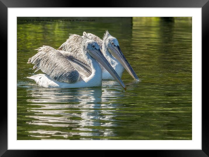 Two of a Kind. Framed Mounted Print by Angela Aird