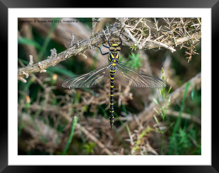  Golden-ringed Dragonfly. Framed Mounted Print by Angela Aird