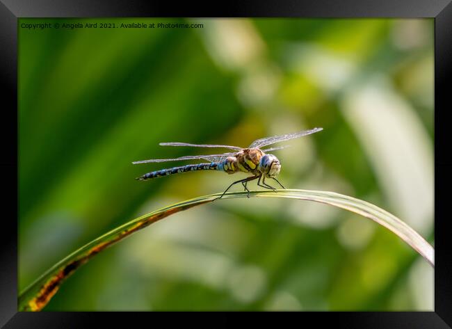 Common Hawker. Framed Print by Angela Aird