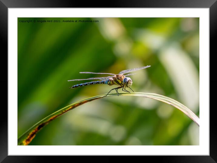 Common Hawker. Framed Mounted Print by Angela Aird