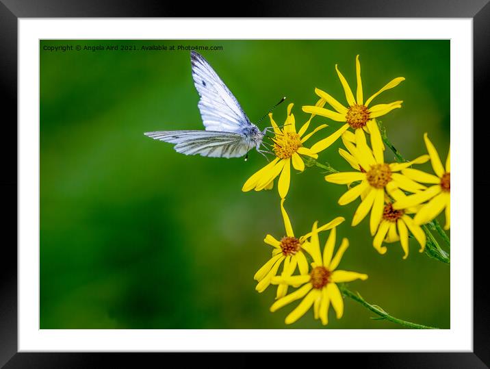  Margined White. Framed Mounted Print by Angela Aird