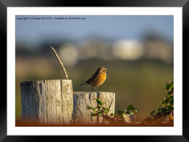 Stonechat. Framed Mounted Print by Angela Aird