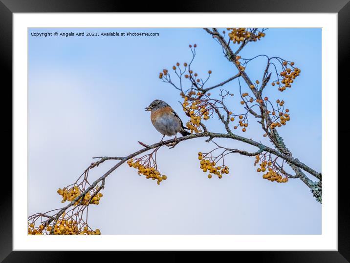 Brambling. Framed Mounted Print by Angela Aird