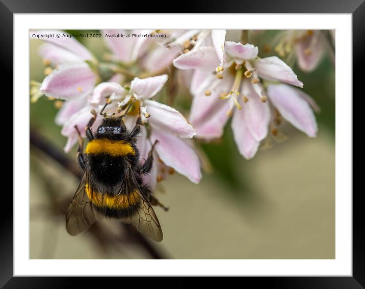 Busy Bee. Framed Mounted Print by Angela Aird