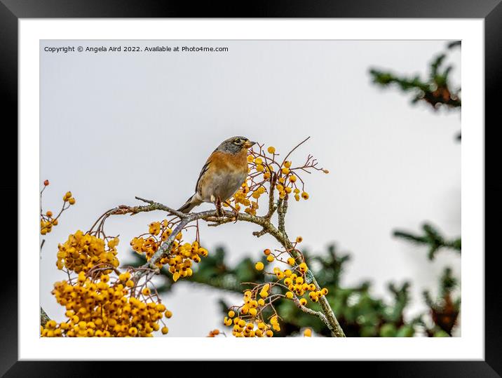 Brambling. Framed Mounted Print by Angela Aird