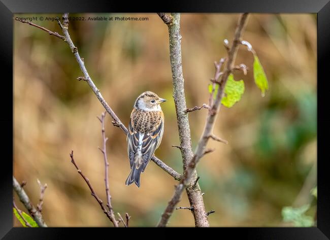 Brambling. Framed Print by Angela Aird