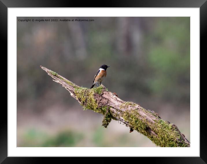 Stonechat. Framed Mounted Print by Angela Aird