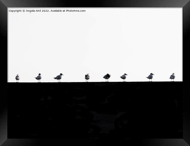 Seagulls. Framed Print by Angela Aird
