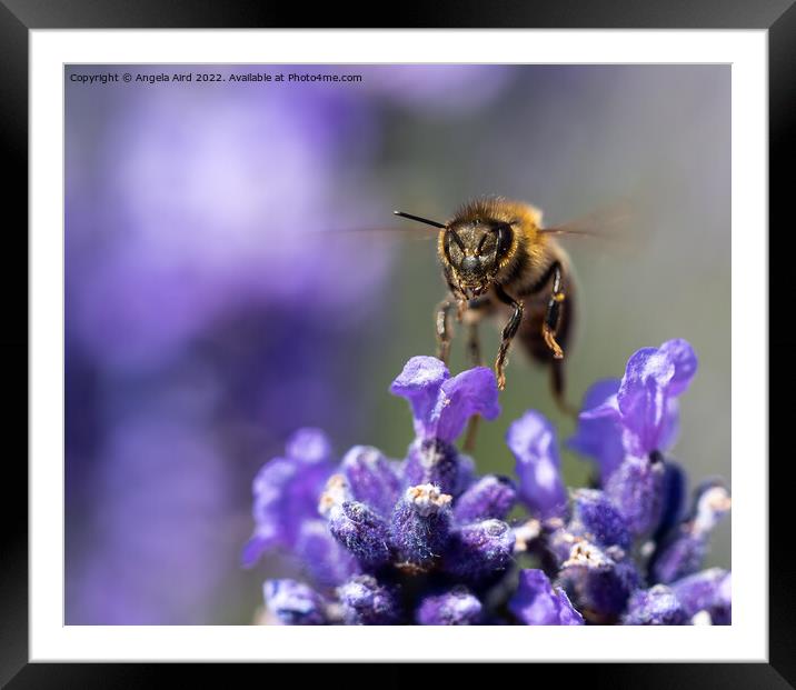 Busy Bee. Framed Mounted Print by Angela Aird