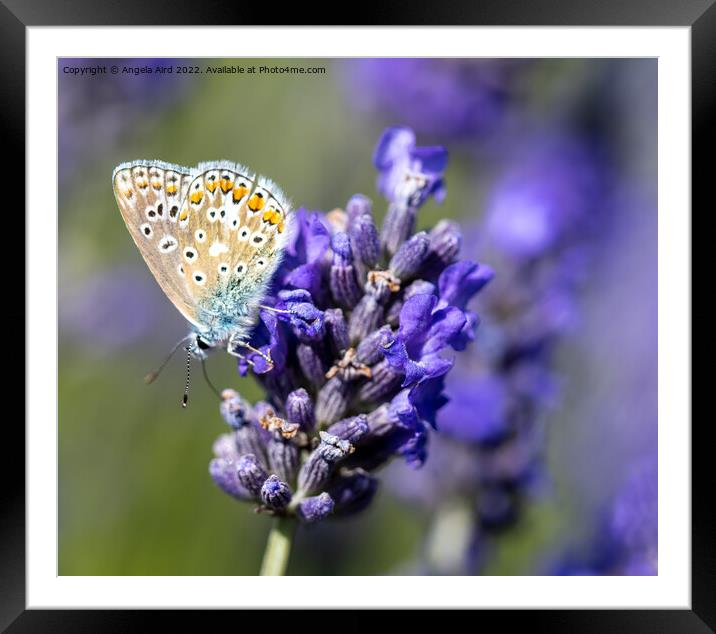 Common Blue Butterfly. Framed Mounted Print by Angela Aird