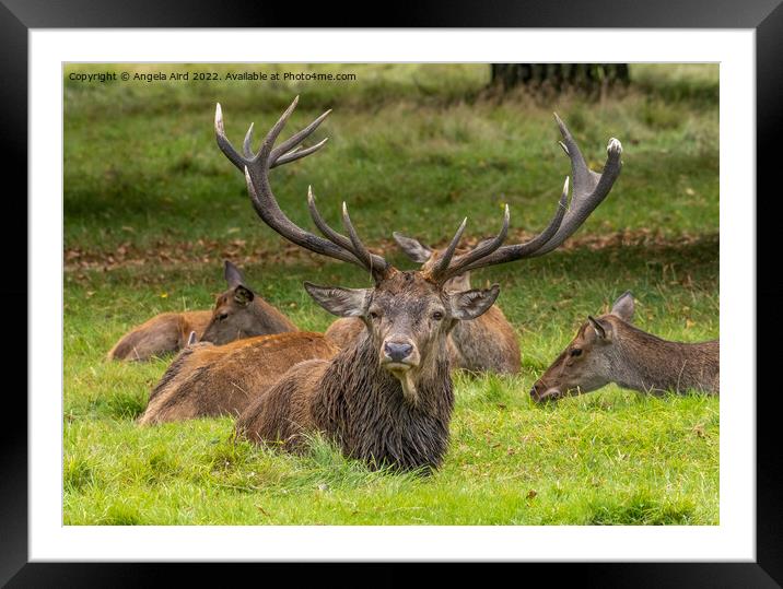Red Deer. Framed Mounted Print by Angela Aird