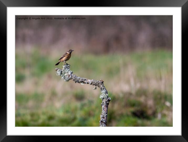 Stonechat. Framed Mounted Print by Angela Aird