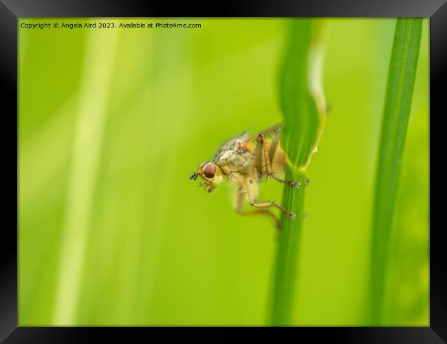 Golden Dung Fly. Framed Print by Angela Aird
