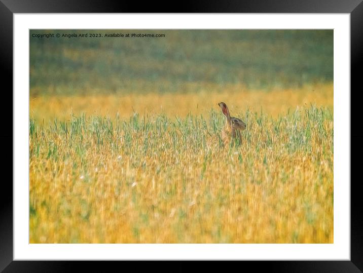 Hare. Framed Mounted Print by Angela Aird