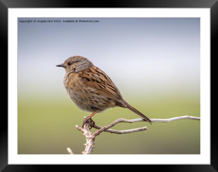 Dunnock. Framed Mounted Print by Angela Aird