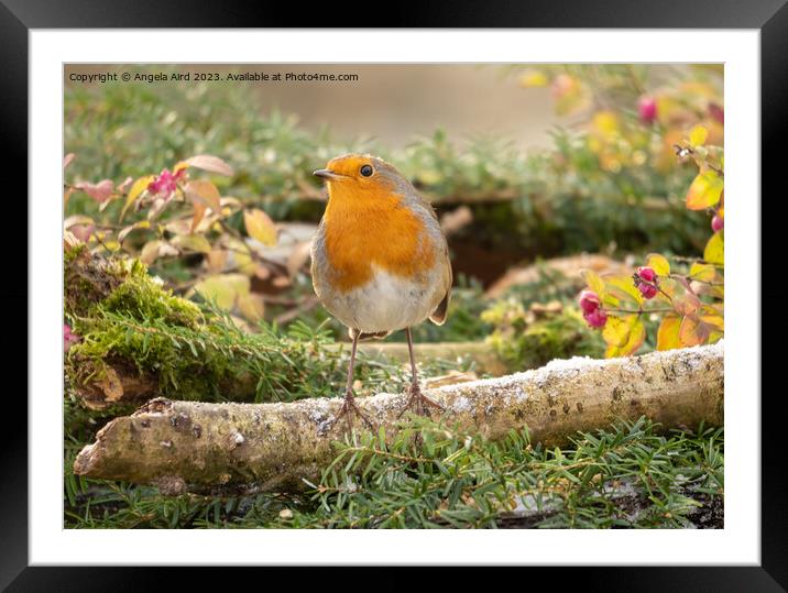 Robin. Framed Mounted Print by Angela Aird