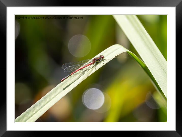 Large Red Damselfly. Framed Mounted Print by Angela Aird
