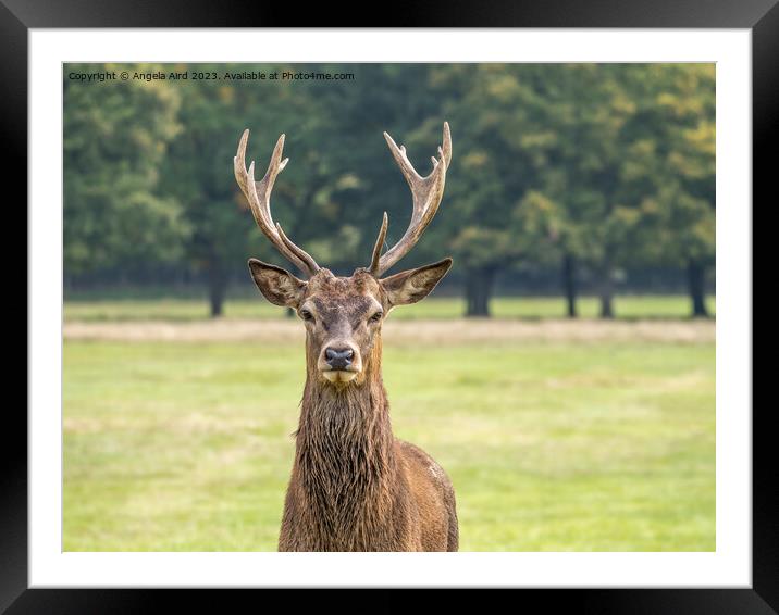 Red Deer. Framed Mounted Print by Angela Aird