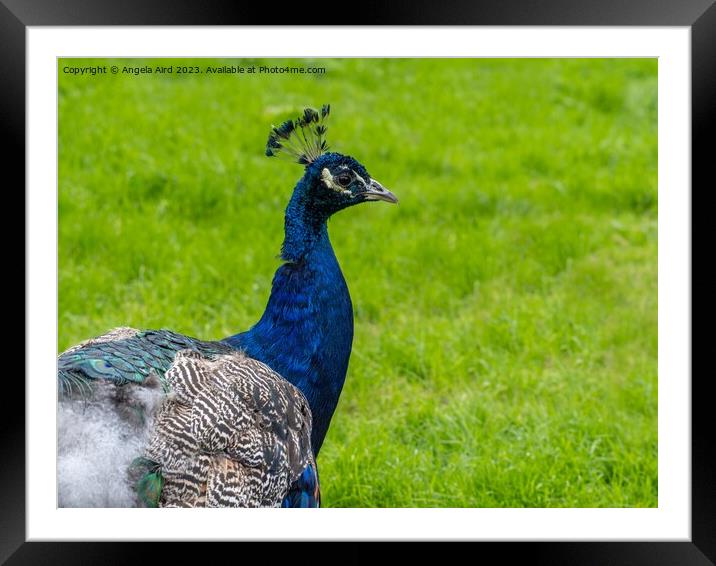 Peacock. Framed Mounted Print by Angela Aird