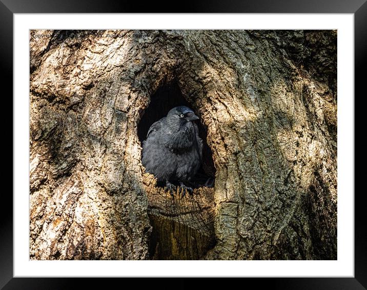 Jackdaw. Framed Mounted Print by Angela Aird