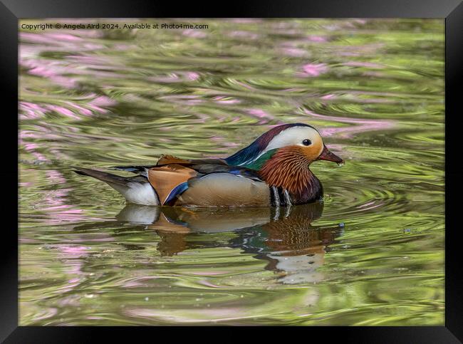 Mandarin. Framed Print by Angela Aird