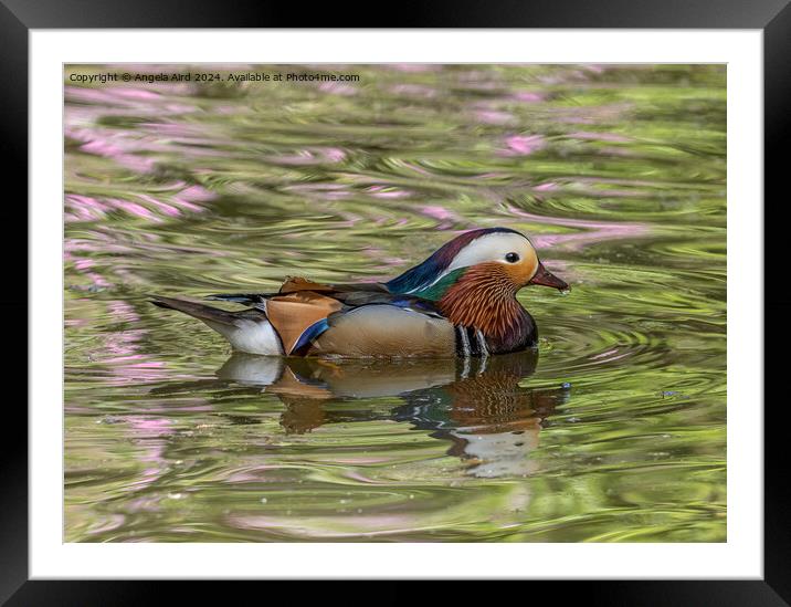 Mandarin. Framed Mounted Print by Angela Aird