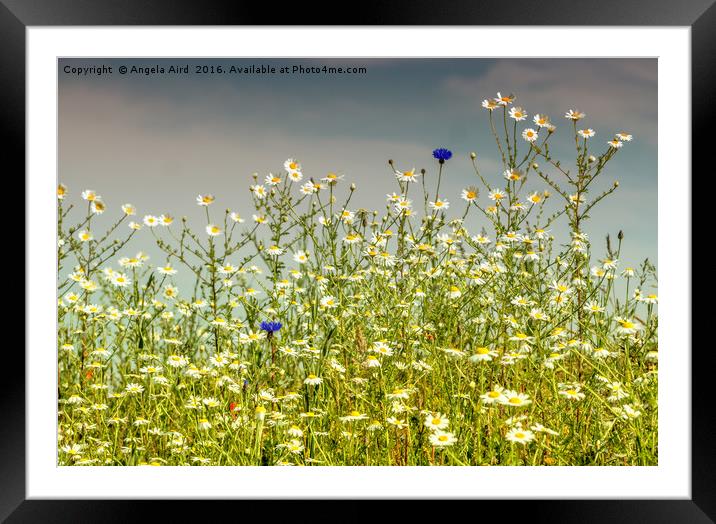 Wildflower Framed Mounted Print by Angela Aird