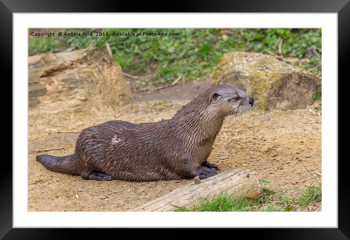 Otter Framed Mounted Print by Angela Aird