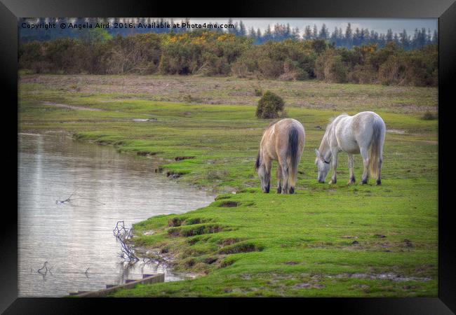 New Forest Ponies Framed Print by Angela Aird