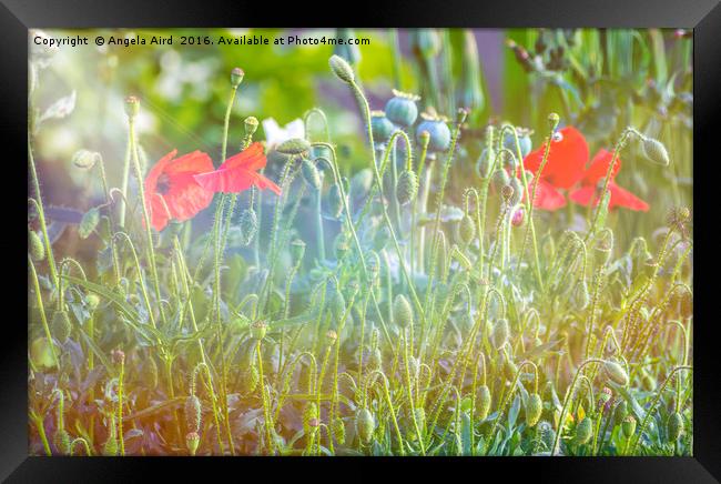 Poppy Framed Print by Angela Aird