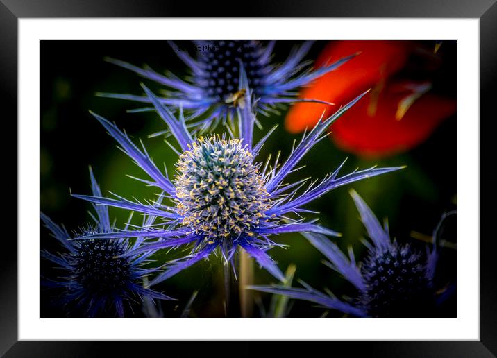 Blue Star Framed Mounted Print by Angela Aird