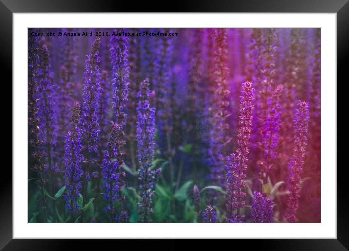 Pretty Purple Framed Mounted Print by Angela Aird