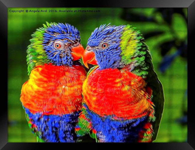 Lorikeets Framed Print by Angela Aird