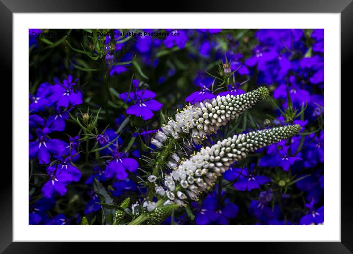 Veronica. Framed Mounted Print by Angela Aird