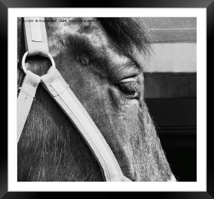 Steed. Framed Mounted Print by Angela Aird