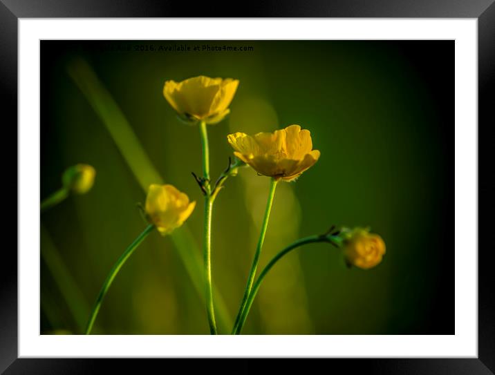 Buttercup. Framed Mounted Print by Angela Aird