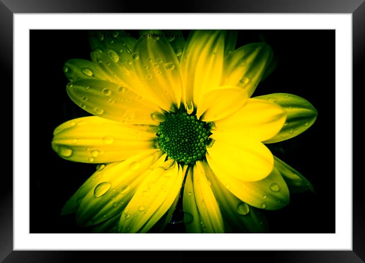 Chrysanthemum. Framed Mounted Print by Angela Aird