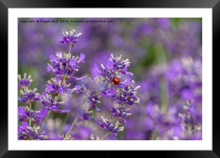 Ladybird on Lavender. Framed Mounted Print by Angela Aird