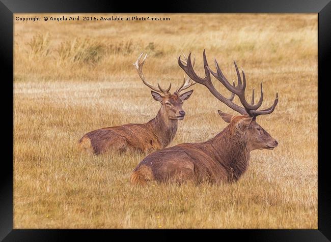 Regal. Framed Print by Angela Aird