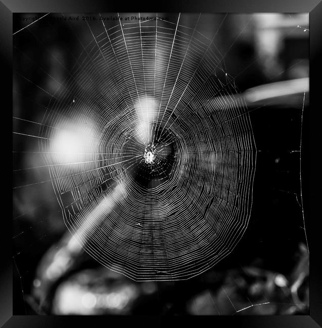  Black and white spider web. Framed Print by Angela Aird