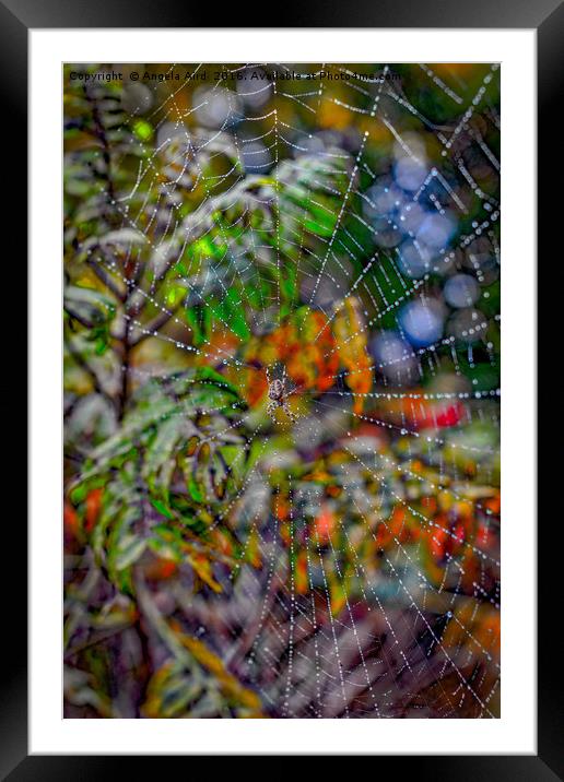 Autumnal Cobweb. Framed Mounted Print by Angela Aird