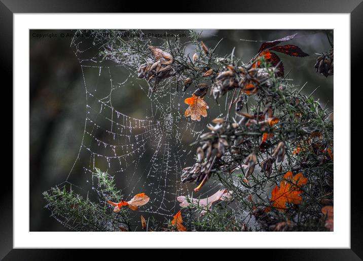 Dew on a cobweb Framed Mounted Print by Angela Aird