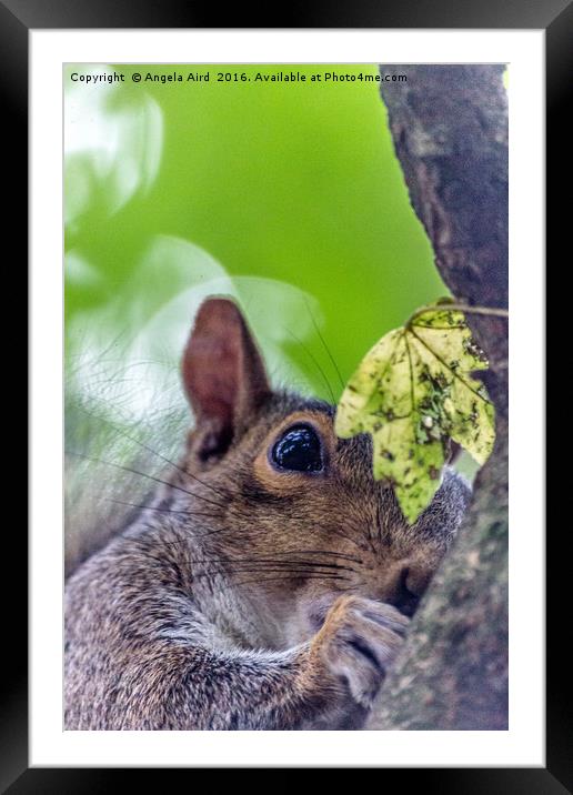 I See You.  Framed Mounted Print by Angela Aird